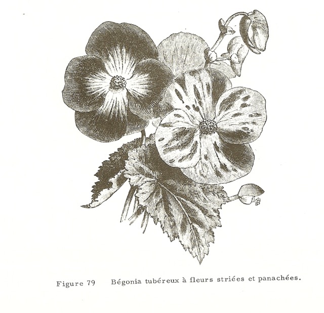 B. ‘Stripes and Dots’